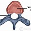 Image result for human spinal anatomy