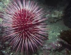 Image result for Red Sea Urchin Art