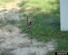 Image result for Florida Garden Spider