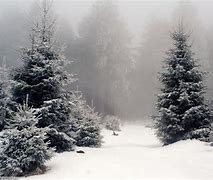 Image result for Snowy Forest