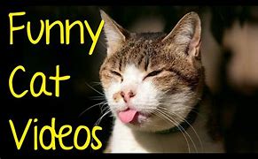 Image result for Funny Cat Videos Ever YouTube