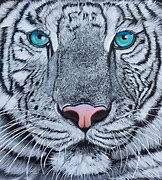 Image result for White Tiger Pencil Drawing