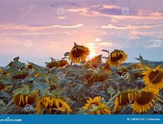 Image result for Sunflower Yellow Disc