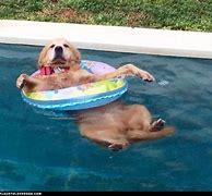Image result for Pool Lounging Funny