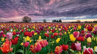 Image result for Tulip Flower Facts