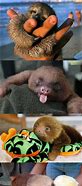 Image result for Baby Sloth MEME Funny