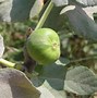 Image result for Ficus carica White Marseilles