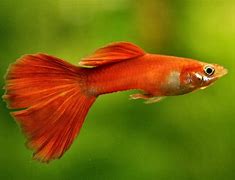 Image result for Pretty Freshwater Tropical Fish