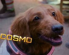 Image result for Cosmo Dog
