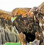 Image result for Largest Eagle Species in the World