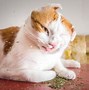Image result for Sporty Cat On Catnip