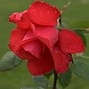 Image result for rosas