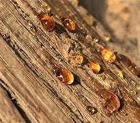 Image result for Tree Draped with SAP
