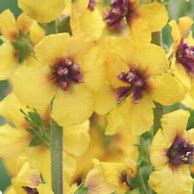 Image result for Verbascum Cotswold Queen