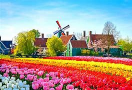 Image result for Amsterdam Windmills and Tulips