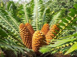 Image result for Cycad