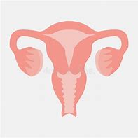 Image result for Ovaries Clip Art