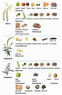Image result for Fruit and Nut Allergy