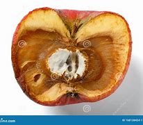 Image result for Moldy Apple Core