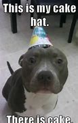 Image result for Pitbull Birthday Meme