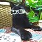 Image result for An Ugly Cat with a Violet Pair of Glasses Hungry for Pizza