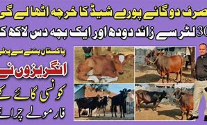 Image result for Cattle Farming in Nigeria