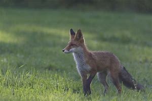Bildergebnis für oprah jaime foxx taylor swift megan fox