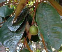 Image result for Chrysophyllum Cainito Star Apple