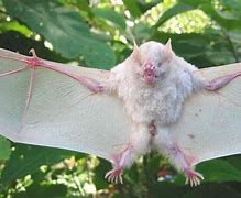 Image result for Albino Flying Fox Bat