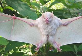 Image result for Baby Albino Bat