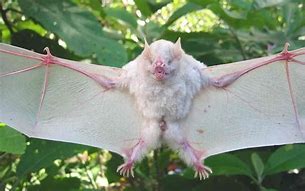 Image result for Albino Flying Fox Bat
