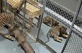 Image result for Topeka Zoo Tiger Attack