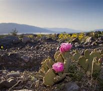 Image result for Arizona Cactus