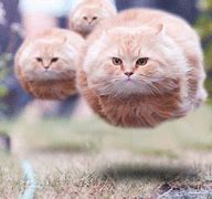 Image result for Funny Fat Cats Flying