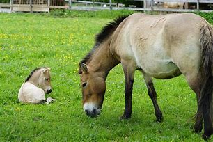 Image result for Wild Horses Foal