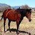Image result for Foundation Morgan Horse