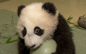 Image result for Cutest Baby Panda Ever