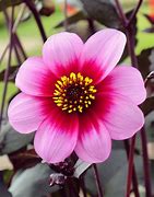 Image result for Dahlia Wishes N Dreams