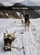 Image result for Winter Is Coming Husky Meme