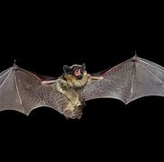 Image result for Bat Wings Open