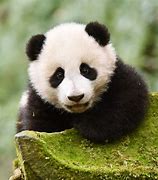 Image result for Giant Panda in the Wild