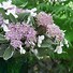 Image result for Hydrangea macrophylla Light-O-Day