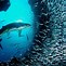 Image result for Antalya Fish Underwater