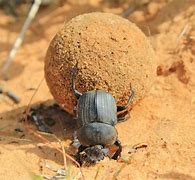Image result for Dung Beetle Facts