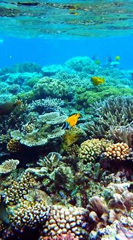 Image result for Coral iPhone Wallpaper