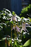 Image result for Erythronium Kinfauns Pink