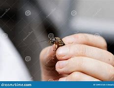 Image result for Man Following Crickets