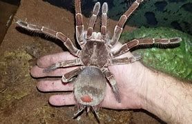 Image result for Giant Birdeater Tarantula