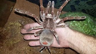 Image result for goliath bird eater spiders