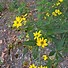 Image result for Coreopsis major